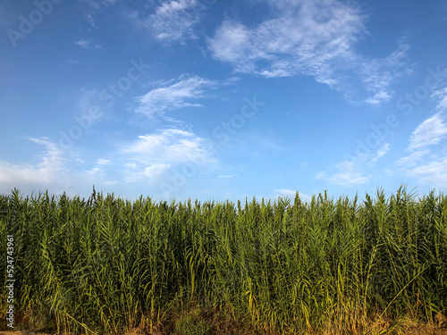 field of corn