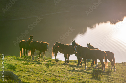 Horses In Mountains