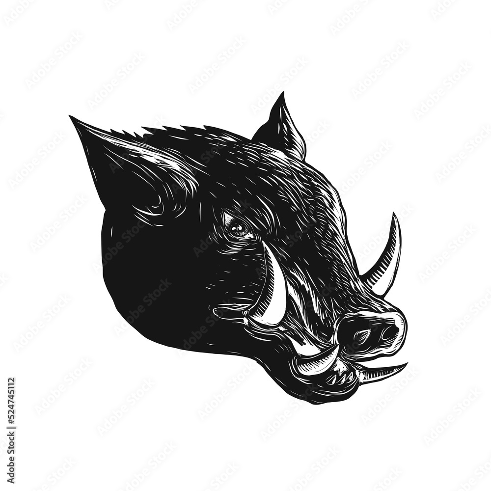 Obraz premium Razorback Wild Boar Scratchboard