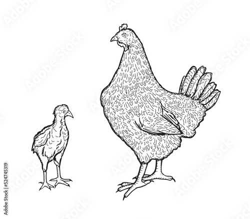 Hen and chick handmade. Poultry, broiler, farm animals. Vintage sketch.Vector illustration.