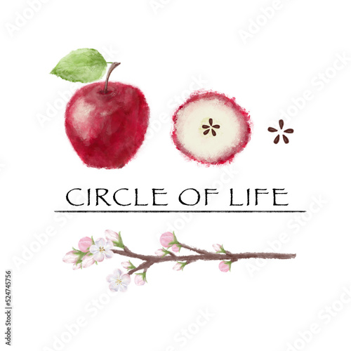 apple phrase circle of life