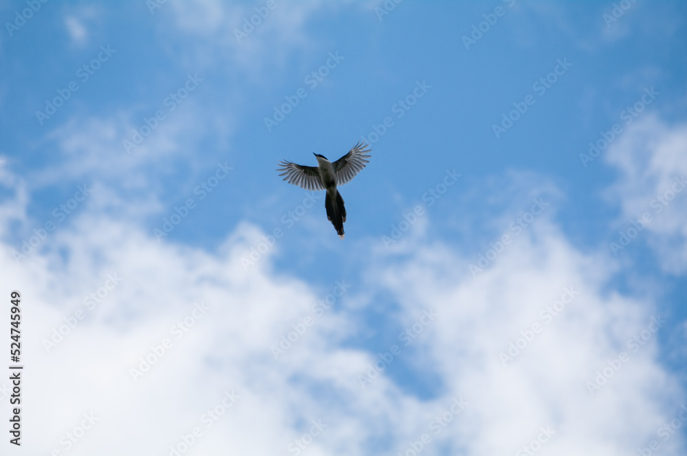 尾長の飛翔、青空 尾長の飛翔、青空
