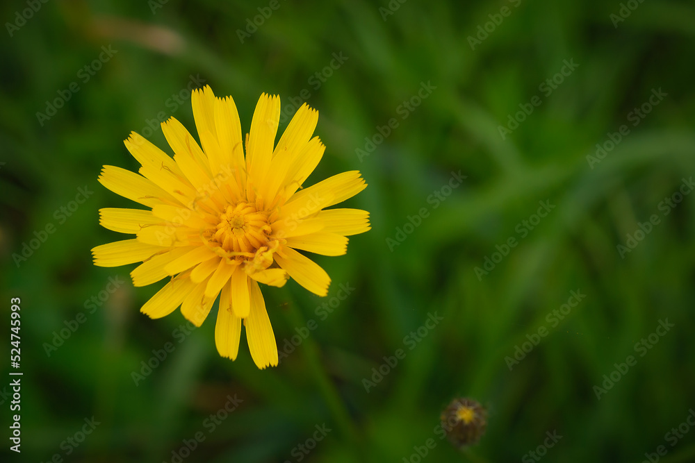 One yellow dandelion flower is located in the left corner of the image against a background of green grass. One yellow dandelion flower is located in the left corner of the image against a background of green grass.