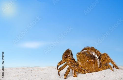 crab on the beach .concept of summer.