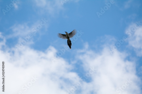 尾長の飛翔、青空 photo