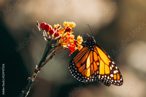 Portrait of a monarch butterfly landed on a flower seen from the side © Hugo