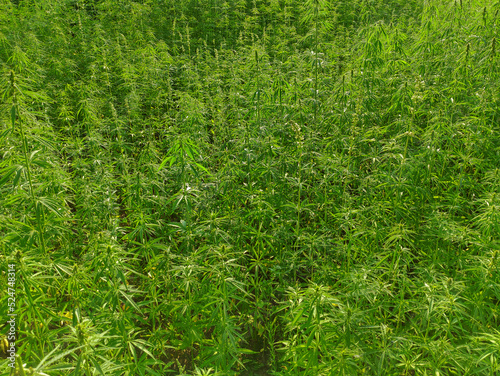 Agricultural field of hemp or cannabis. Growing annual herbaceous flowering plant for industrial needs.