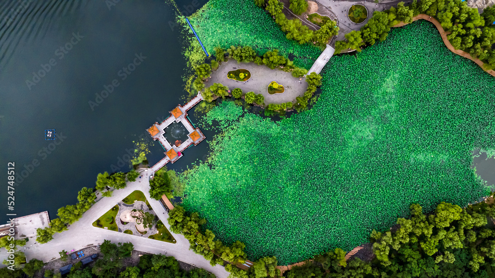 Landscape of Nanhu Park in Changchun, China with lotus flowers in full bloom