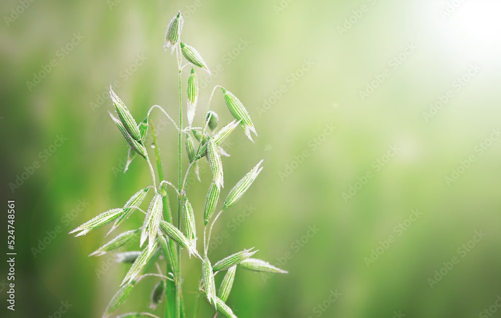 Oat field close up. Green oats field swaying on the blurred background Oat field close up. Green oats field swaying on the blurred background