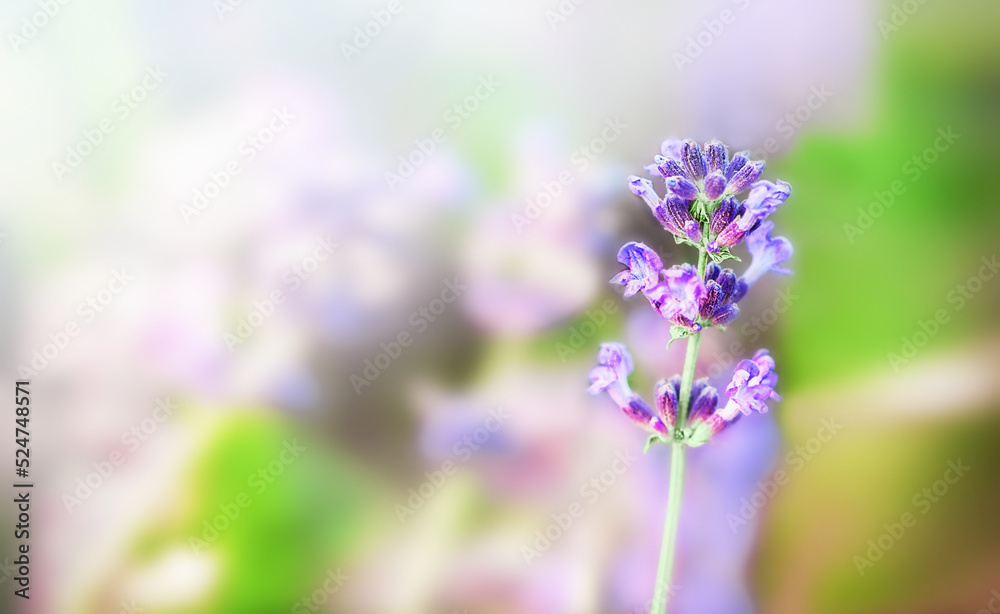 Lavender flowers at  blur background.