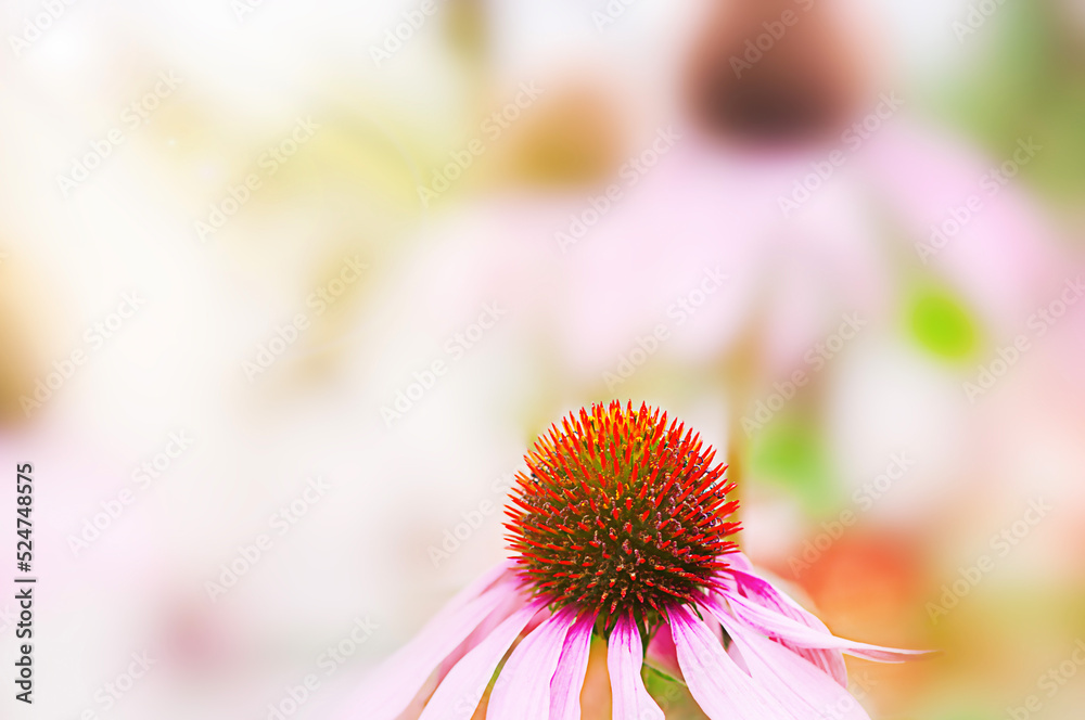 echinacea petal  close up, nature  background