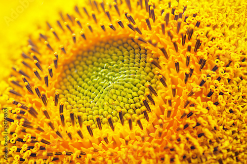 Macro photo of a sunflower. Pollination of flowers