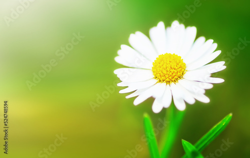 Big white chamomile  daisy   photo with place for text