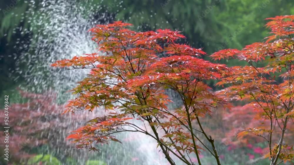 A red maple tree and fountain in the park, a slow-action video of the upgrade.