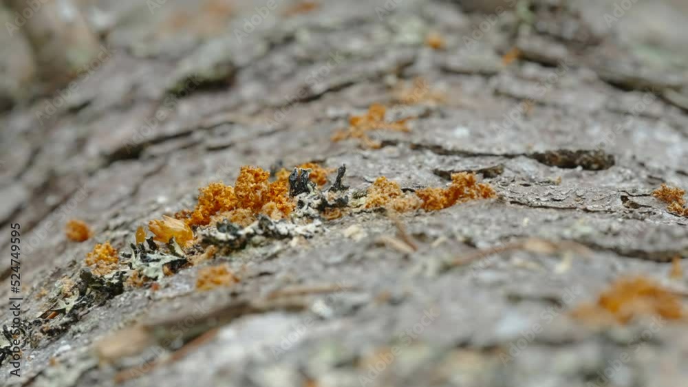The closer look of the spruce bark beetle pest on the tree trunk in Estonia The closer look of the spruce bark beetle pest on the tree trunk in Estonia