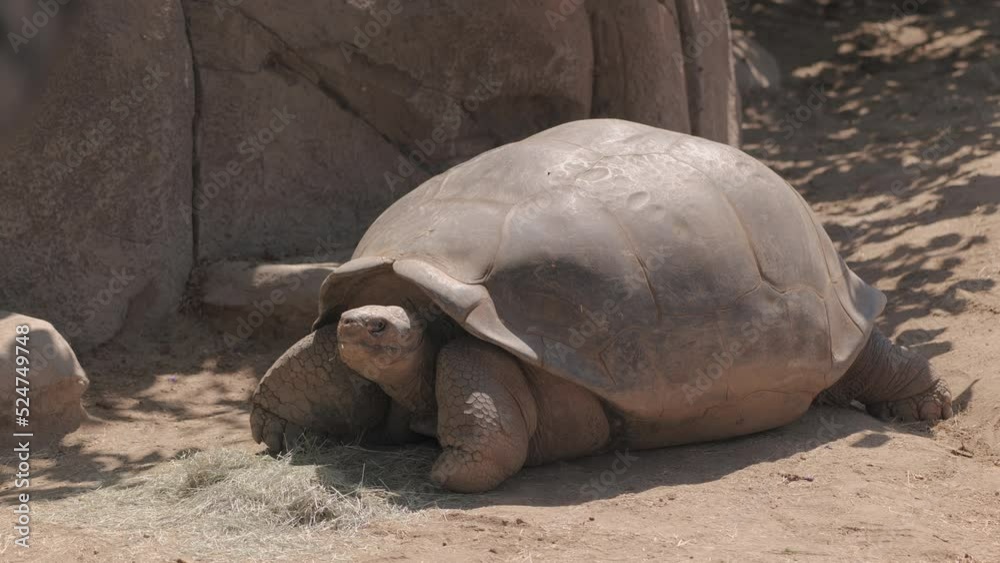 Floreana giant tortoise or Galapagos or elephant tortoise (Chelonoidis elephantopus) largest land tortoise. lives in the Galapagos Islands.
