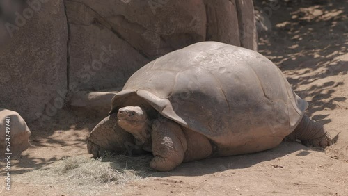 Floreana giant tortoise or Galapagos or elephant tortoise (Chelonoidis elephantopus) largest land tortoise. lives in the Galapagos Islands. photo