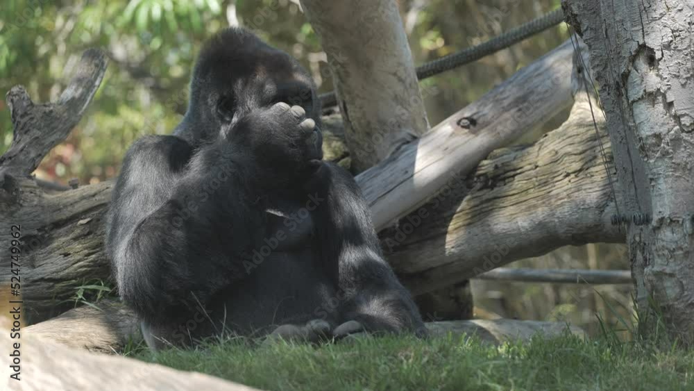 Gorillas are the largest primates on Earth. They live in families in the forests of central Africa. Gorillas are the largest primates on Earth. They live in families in the forests of central Africa.