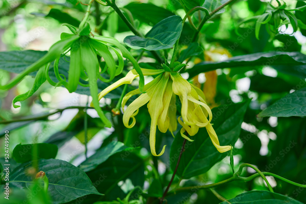 Close-up view of Ylang-ylang flower blooming on tree branch
Close-up view of Ylang-ylang flower blooming on tree branch
