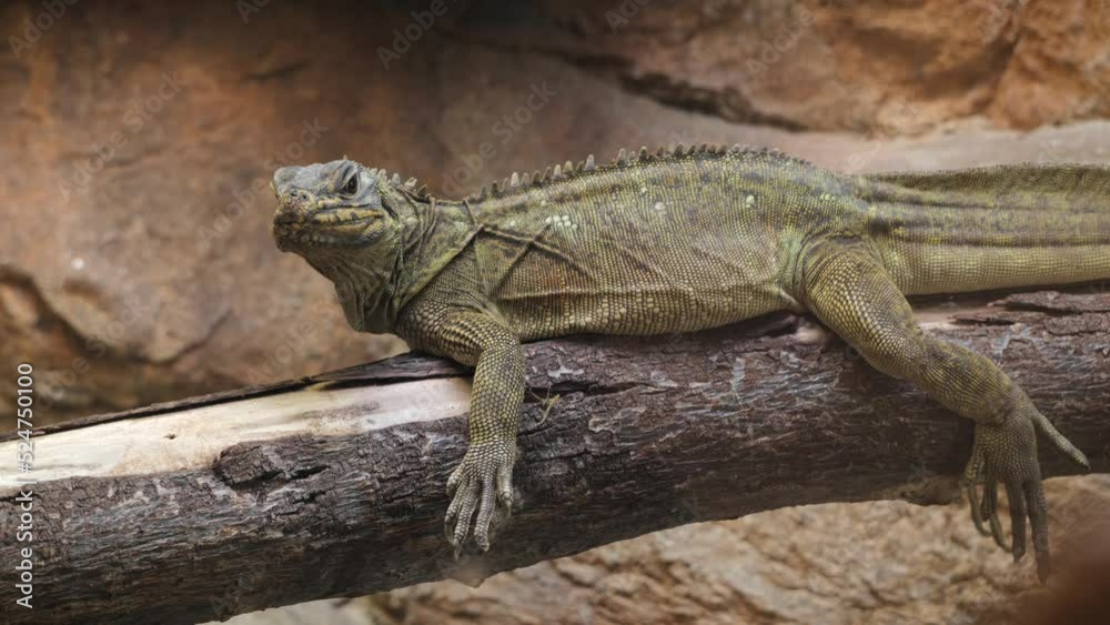 Iguanas are large mobile lizards with strong paws, sharp claws and a long strong tail. They eat plant matter. Popular zoo animals. Iguanas are large mobile lizards with strong paws, sharp claws and a long strong tail. They eat plant matter. Popular zoo animals.