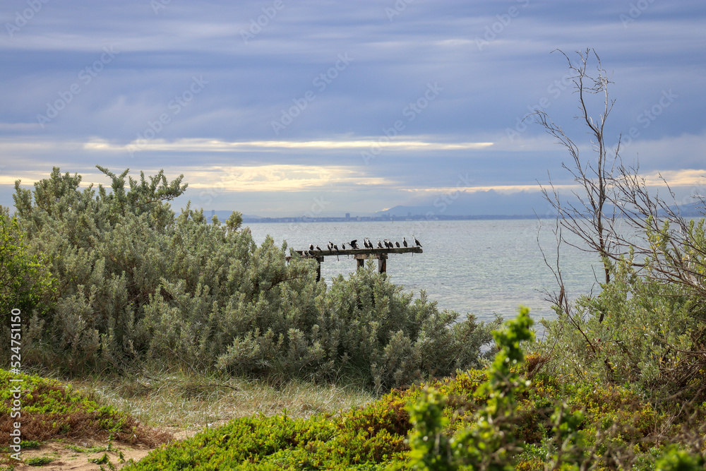 coastal view with trees and birds on pier in sea
