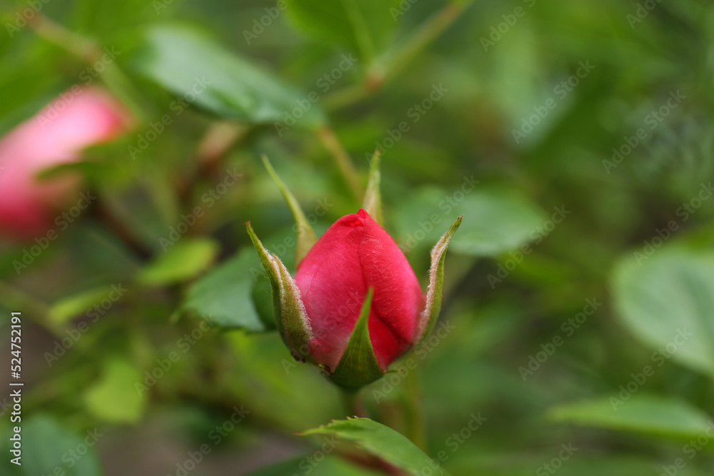 Beautiful pink rose bud in garden, closeup Beautiful pink rose bud in garden, closeup