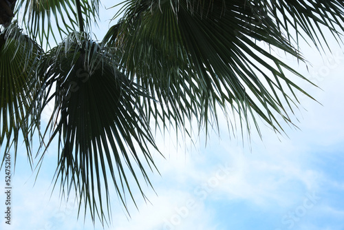 Fototapeta Naklejka Na Ścianę i Meble -  Beautiful palm with green leaves against blue sky, low angle view. Tropical tree