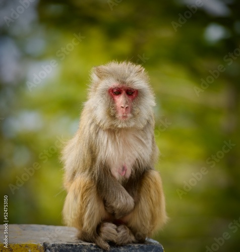 Photography portrait of a monkey