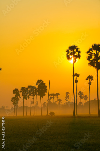 Morning sunrise on green paddy rice plantation field with palm tree and fog