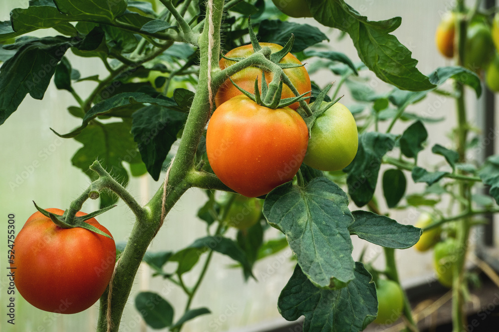 Tomatoes ripening on vine, green and red tomatoes in greenhouse closeup, growing organic vegetables