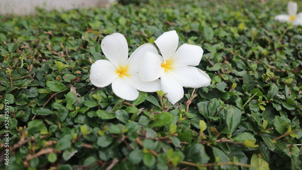 white and yellow flowers white and yellow flowers