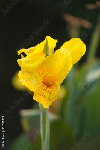 Canna Lilly 