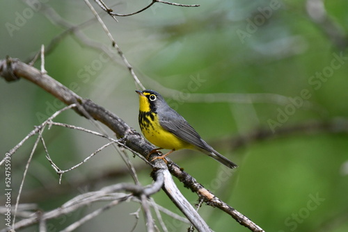 Close up of a colorful male Canada Warbler bird photo