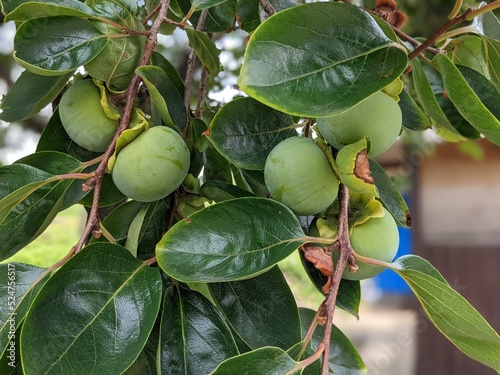 green immature persimmon