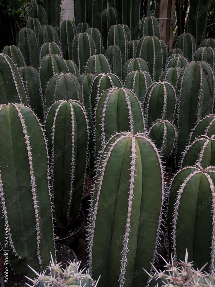Cactus méxicanos Cactus méxicanos
