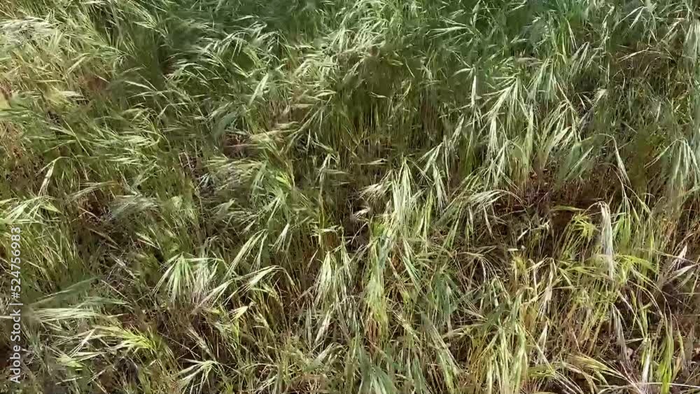 tall wild grass glade windy breeze movement nature weather environment background tall wild grass glade windy breeze movement nature weather environment background