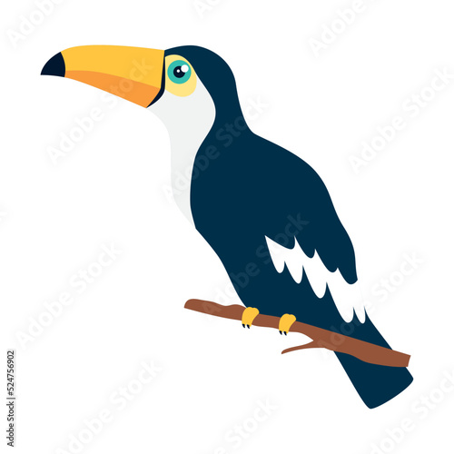 toucan exotic animal