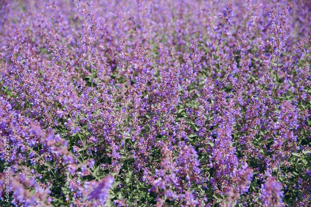 Background of purple flowers in Amsterdam