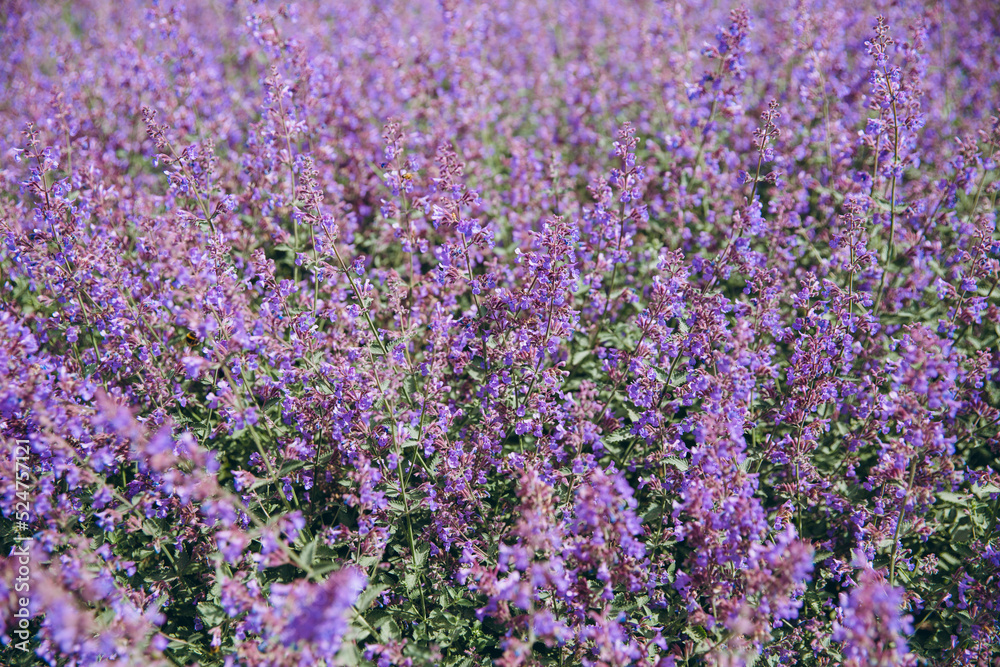 Fototapeta premium Background of purple flowers in Amsterdam