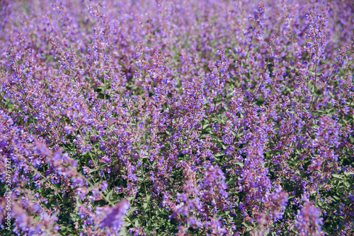 Background of purple flowers in Amsterdam