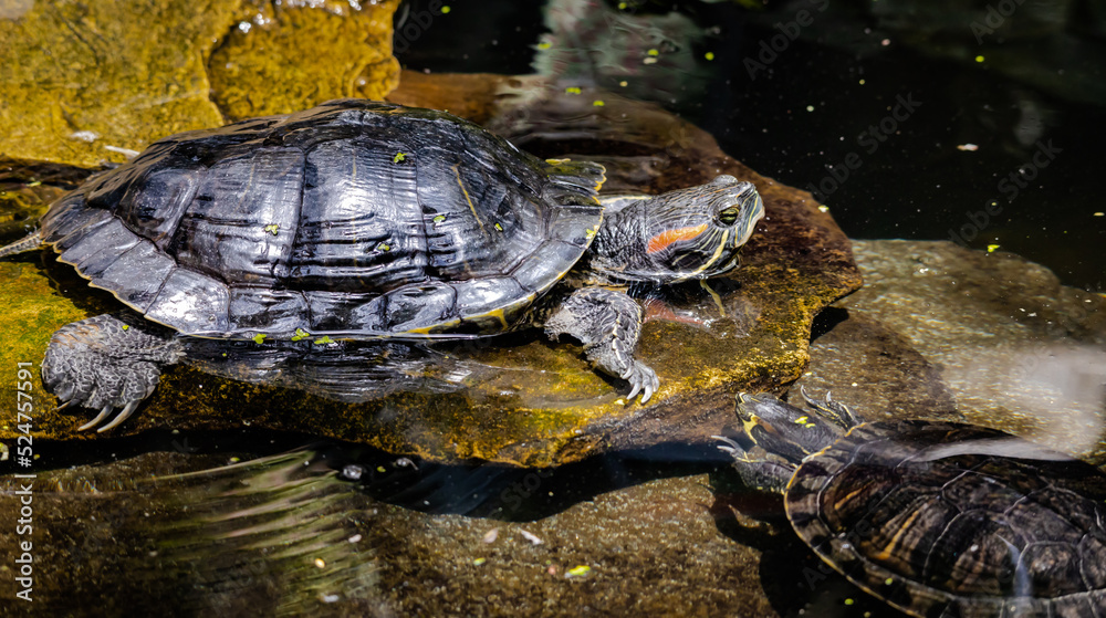 Red Eared Slider sitting on a rock at a butterfly garden in Pine Mountain Georgia. Red Eared Slider sitting on a rock at a butterfly garden in Pine Mountain Georgia.