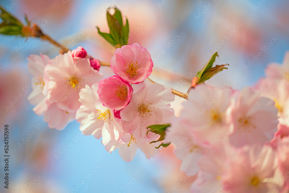 delicate flowers of pink sakura . Delicate artistic photo. selective focus.
delicate flowers of pink sakura . Delicate artistic photo. selective focus.