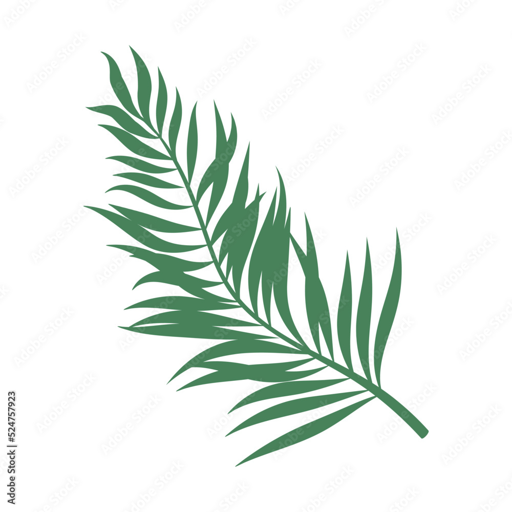 Fototapeta premium palm leaf plant