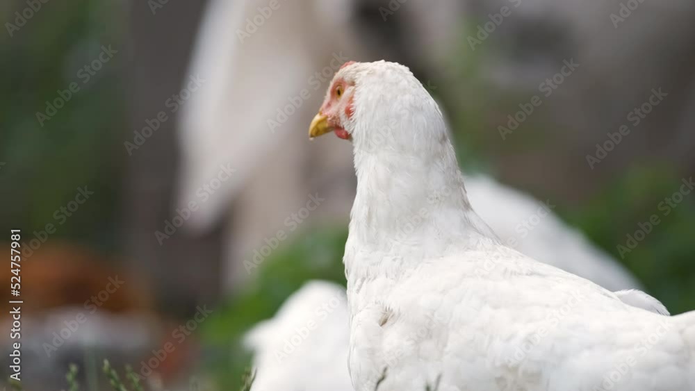 Hen feeding on traditional rural barnyard. Domestic chicken standing on yard lawn with green grass. Free range poultry farming concept Hen feeding on traditional rural barnyard. Domestic chicken standing on yard lawn with green grass. Free range poultry farming concept