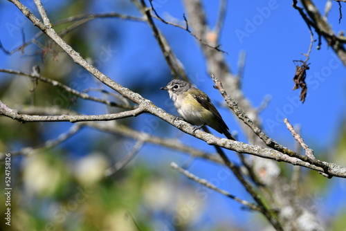 Colorful Blue-headed vireo bird sits perched on a branch in the forest photo