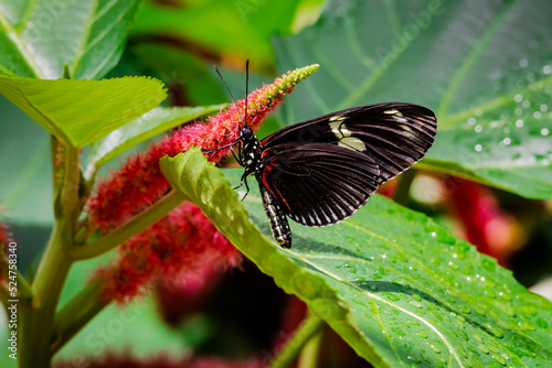 Red Postman Butterfly in a butterfly garden in Pine Mountain Georiga. photo