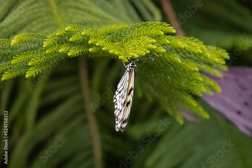 Paperkite Butterfly on leaves at a garden in Pine Mountain Georiga. photo