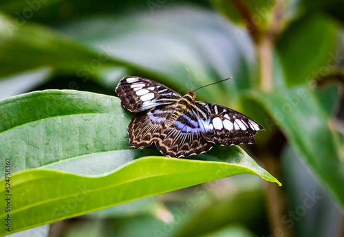 Exotic Blue Clipper Butterfly at a garden in Pine Mountain Georiga. photo