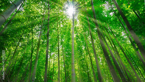 Ecology concept and image of bamboo forest with sunlight © SUMMIT