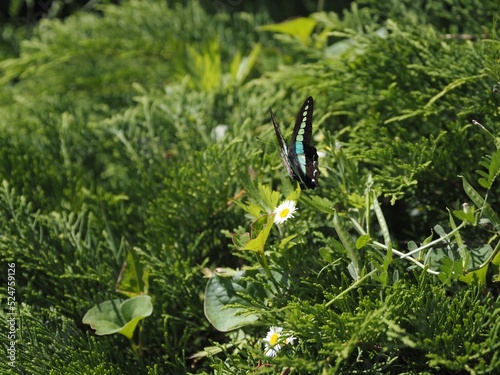 Graphium sarpedon (アオスジアゲハ) photo